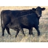 Image 5 : Shane Stammers - 590# November Delivery Steer Calves - 100 Head (Oyen, AB)