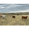 Image 6 : H&K Ranch - 590# October Delivery Steer Calves - 100 Head (Hilda, AB)