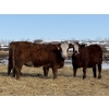 Image 6 : Jordan Livestock - 65 RBF Replacement Heifers (Rimbey, AB)