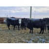 Image 8 : Colton Battrum - 6 Black Heifers (Pen 528)
