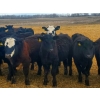 Image 3 : Fred Lansdall - 700# May Delivery Steers - 40 Head (Leross, SK)