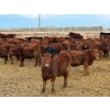Image 5 : Doerksen Farms - 840# February Delivery Steers - 150 Head (Gem, AB)