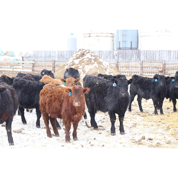 Brock & Garett Thompson - 720# April Delivery Steers - 83 Head (Carnduff, SK) VBP+