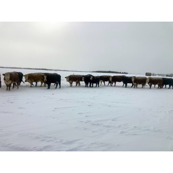 Merrick Campbell Herd Dispersal - 44 4 & 5 Year-Old Bred Cows (Calahoo, AB) VBP+
