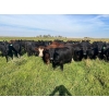 Image 6 : Jay Be Acres Ltd. - 910# September Delivery Grass Heifers - 67 Head (Deloraine, MB)