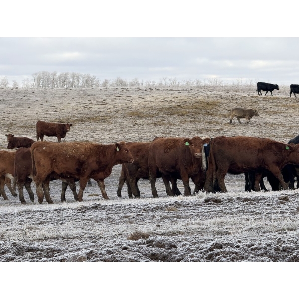 Fox Cattle Co. - 50 Red/RBF Simm X March Calving Bred Heifers (Foam Lake, SK)