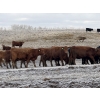 Image 1 : Fox Cattle Co. - 50 Red/RBF Simm X March Calving Bred Heifers (Foam Lake, SK)