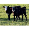 Image 4 : Greg Bramall - 650# November Delivery Steer Calves - 80 Head (Eckville, AB)