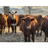 Image 5 : C & M Ranching (Cordell Griffith) - 7 RBF Heifers (Pen 627 - 629)
