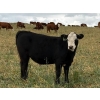 Image 9 : Jones Hereford Ranch - 690# October Delivery Steer Calves - 82 Head (Balzac, AB)