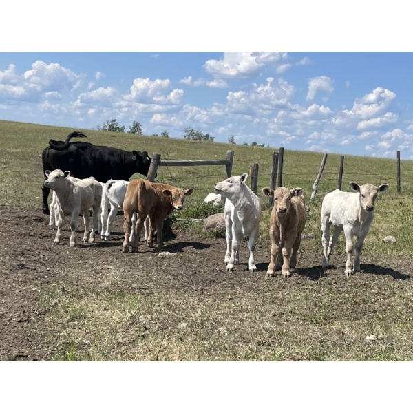 Cody & Brittany Black/Kirby & Cori Black - 525# October Steer Calves - 100 Head (Water Valley, AB)