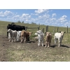 Image 1 : Cody & Brittany Black/Kirby & Cori Black - 525# October Steer Calves - 100 Head (Water Valley, AB)