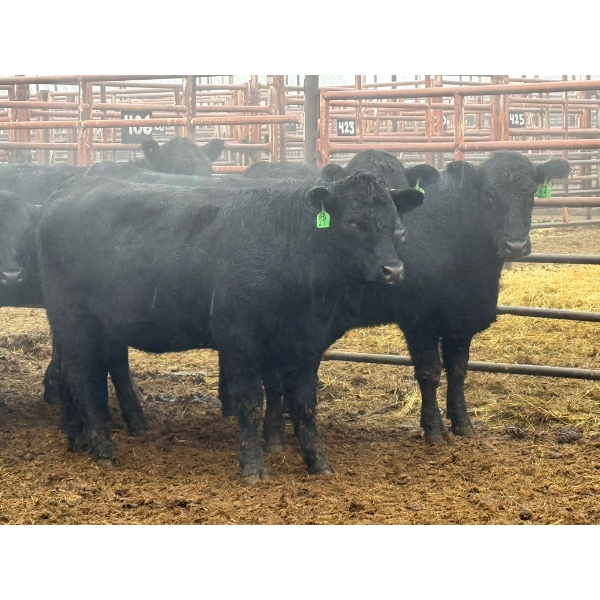 D6 Cattle Farm - 11 Heifers (Pen 404)