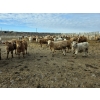 Image 2 : Bauer Ranching - 890# February Delivery Steers - 210 Head (Hilda, AB)