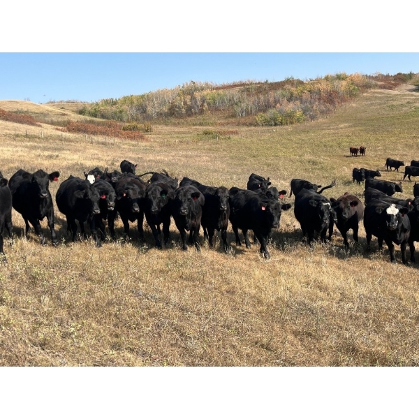 Herbert Ranching - 880# September Delivery Grass Heifers - 125 Head (Wainwright, AB)