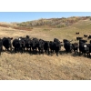 Image 1 : Herbert Ranching - 880# September Delivery Grass Heifers - 125 Head (Wainwright, AB)