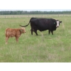 Image 7 : 6 S Feeders Inc. - 1500# October Delivery Cows - 42 Head (Moosomin, SK)