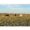 Image 6 : Ross L Seven Ranch Ltd. - 903# October Delivery Grass Heifers - 199 Head (Estevan, SK) VBP+