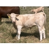 Image 10 : MacMillan Farming Co. - 630# September Delivery Steer Calves - 96 Head (Cayley, AB) VBP+