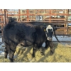 Image 2 : 98 Ranch - 2 Second & Third Calvers (Pen 113) *Later Calving*