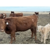 Image 15 : South Ridge Simmentals - 20 Red/Red X 1st Calf Pairs (Picture Butte, AB)