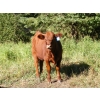 Image 2 : Bohnet Ranch - 675# November Delivery Steer Calves - 60 Head (Savona, BC)