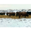 Image 9 : Merrick Campbell Herd Dispersal - 44 4 & 5 Year-Old Bred Cows (Calahoo, AB) VBP+