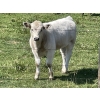 Image 6 : Cody & Brittany Black/Kirby & Cori Black - 525# October Heifer Calves - 100 Head (Water Valley, AB)