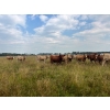 Image 6 : Kropelnicki Bros. - 900# September Delivery Grass Heifers - 140 Head (Sifton, MB)