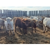 Image 3 : Corey & Kelly Fitzpatrick - 800# February Delivery Steers - 50 Head (Coulter, MB)