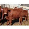 Image 4 : A&S Farms - 24 Red Simm X Replacement Heifers (Coaldale, AB)