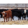 Image 4 : Bezan Cattle Corporation - 720# Feb/March Weaned Steers - 80 Head (Midale, SK)