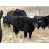 Image 10 : Stockwell Cattle Ltd. - 550# December Delivery Steer Calves - 70 Head (Macrorie, SK) VBP+