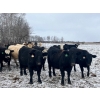 Image 1 : Randy Kehler - 25 Black/Black X Spring Calving Bred Heifers (Eriksdale, MB)