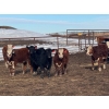 Image 4 : Midpoint Farms - 1025# October Delivery Grass Steers - 120 Head (Drayton Valley, AB)