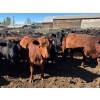 Image 8 : Alan Fridlington - 730# May Delivery Heifers - 162 Head (Kersley, BC)