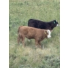 Image 5 : Stone Hill Ranch Ltd. - 500# October Delivery Steer Calves - 95 Head (Medicine Hat, AB)