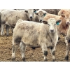 Image 7 : Stahlville Colony - 990# January Delivery Steers - 92 Head (Rockyford, AB)