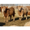 Image 2 : Rusty Ridge Cattle Co. Ltd. - 950# February Delivery Steers - 120 Head (Bowden, AB)