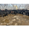 Image 4 : Wade Fewings - 880# March/April Delivery Steers - 68 Head (Pierson, MB) VBP+