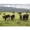 Image 2 : One Plus Cattle Co. - 640# November Delivery Steer Calves - 95 Head (Westwold, BC)