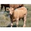 Image 6 : Justin & Kryston Tateson - 750# December Delivery Weaned Steers - 83 Head (Scandia, AB)