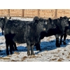 Image 2 : East Hilltop Holdings - 700# January Weaned Heifers - 80 Head (Carstairs, AB)
