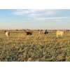 Image 5 : Ross L Seven Ranch Ltd. - 903# October Delivery Grass Heifers - 199 Head (Estevan, SK) VBP+