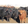 Image 6 : Martee Farm & Ranch - 725# February Delivery Steers - 62 Head (Midale, SK) VBP+
