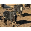 Image 4 : Doerksen Farms - 790# February Delivery Steers - 78 Head (Gem, AB)