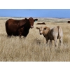Image 5 : Logan Brothers (Rod, Barry & Bruce) - 695# Steer Calves - 80 Head (Oyen, AB)
