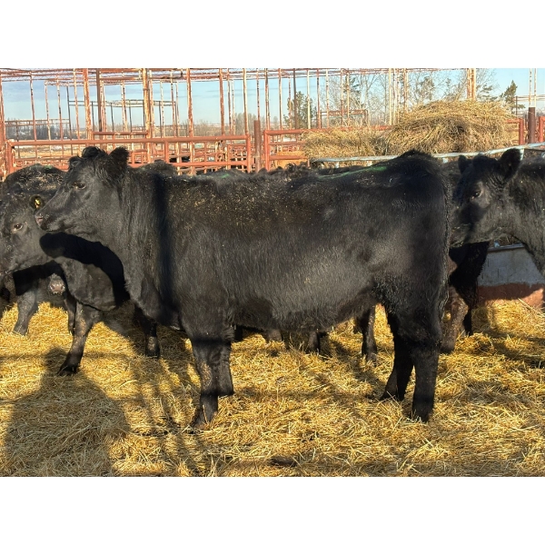 Fox Cattle Co. - 10 Bred Heifers (Pen 406A)