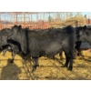 Image 1 : Fox Cattle Co. - 10 Bred Heifers (Pen 406B)