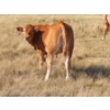 Image 15 : Leonard Lundquist/Andrew Ranching - 675# October Delivery Steer Calves - 90 Head (Rolling Hills, AB)